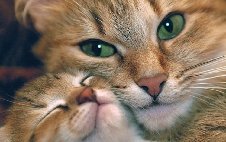 cuddle, Cat HD Wallpaper Desktop Background