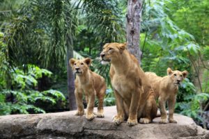 lions, Cub