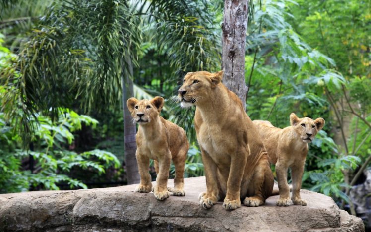 lions, Cub HD Wallpaper Desktop Background