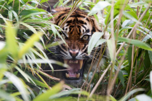 tiger, Predator, Grass, Mouth, Teeth, Rage, Cat
