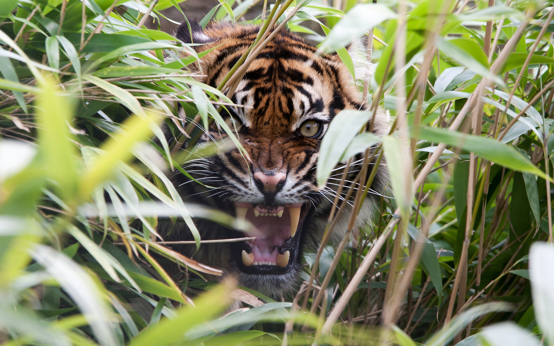 tiger, Predator, Grass, Mouth, Teeth, Rage, Cat Wallpapers HD / Desktop