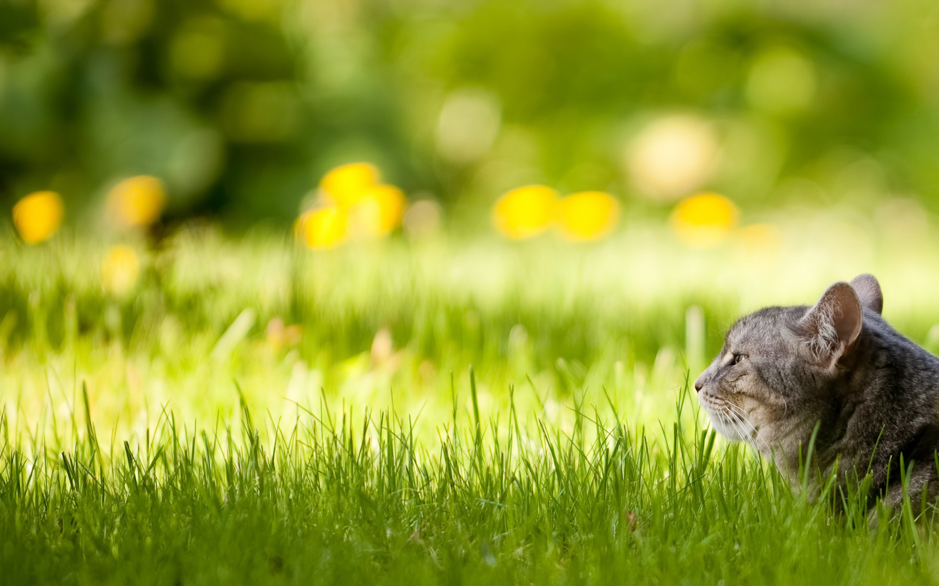 green, Grass Wallpaper