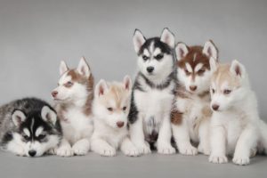 animal, Cute, Dogs, Beauty