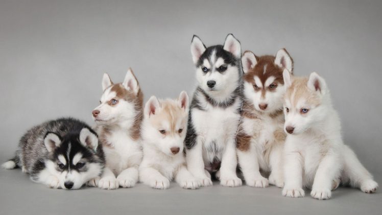animal, Cute, Dogs, Beauty HD Wallpaper Desktop Background