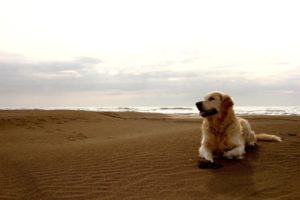 dog, At, Beach