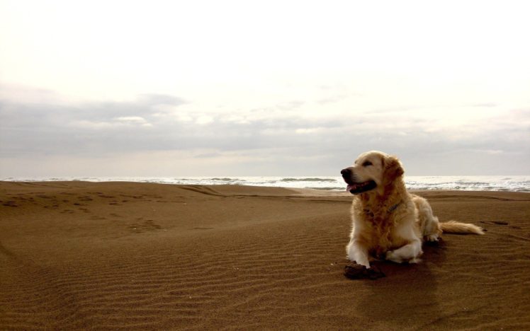 dog, At, Beach HD Wallpaper Desktop Background