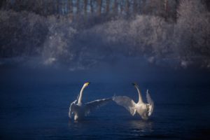 frost, Lake, Couples, Swans, Flock, Winter, Fog, Autumn, Swan, Mood