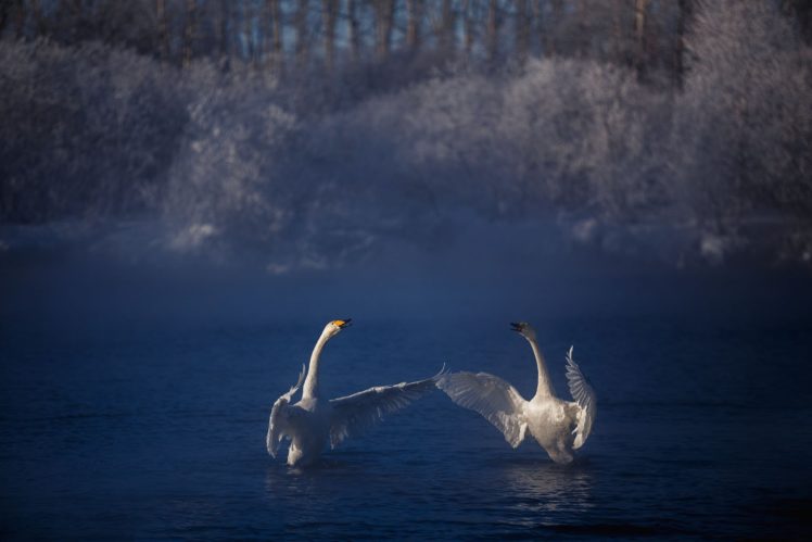 frost, Lake, Couples, Swans, Flock, Winter, Fog, Autumn, Swan, Mood HD Wallpaper Desktop Background