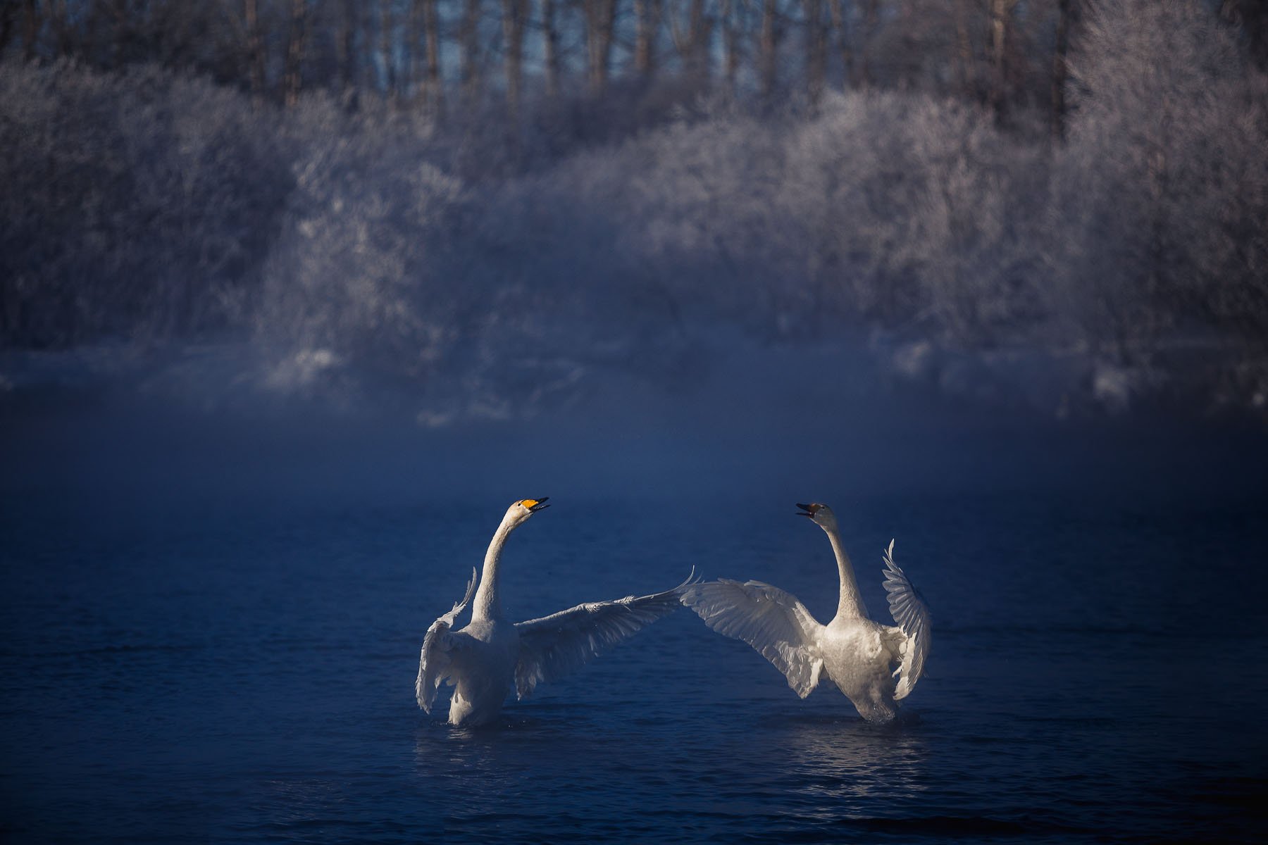 frost, Lake, Couples, Swans, Flock, Winter, Fog, Autumn, Swan, Mood Wallpaper