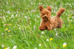 dog, Puppy, Toy, Poodle, Poodle, Walk, Meadow, Grass, Flowers, Joy, Mood
