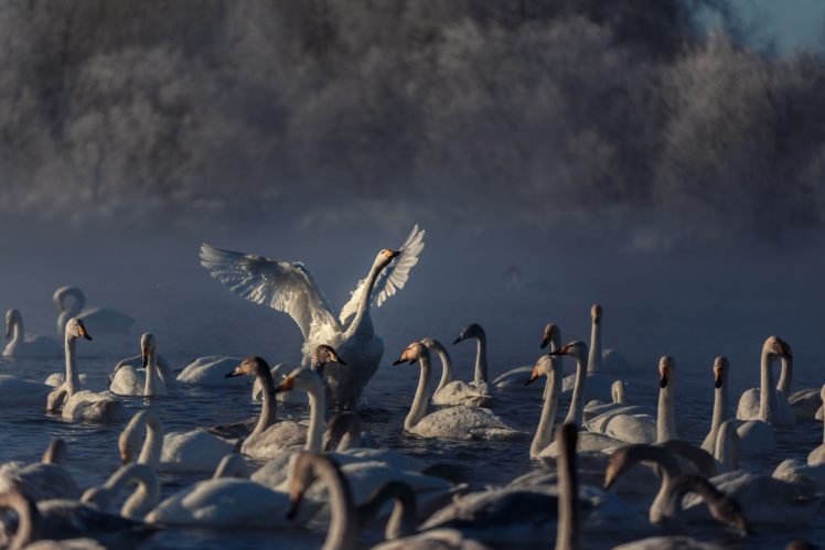 frost, Lake, Couples, Swans, Flock, Winter, Fog, Autumn, Swan, Mood HD Wallpaper Desktop Background