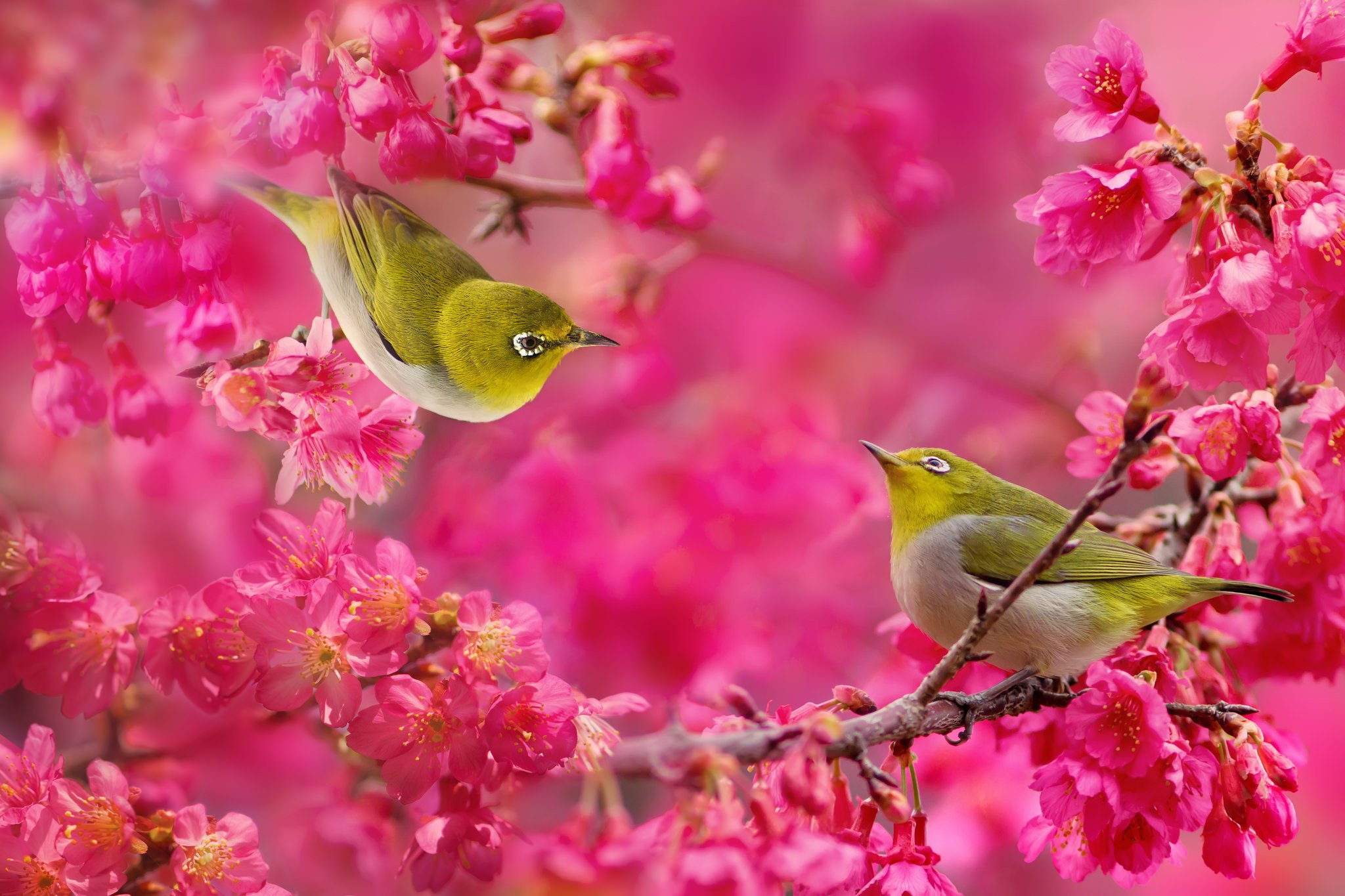 japanese, White eye, Birds, Couple, Sakura, Cherry, Blossoms, Flowers, Branches Wallpaper