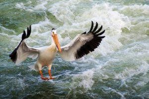 pelican, Bird, Wings, Water, Sea, Ocean