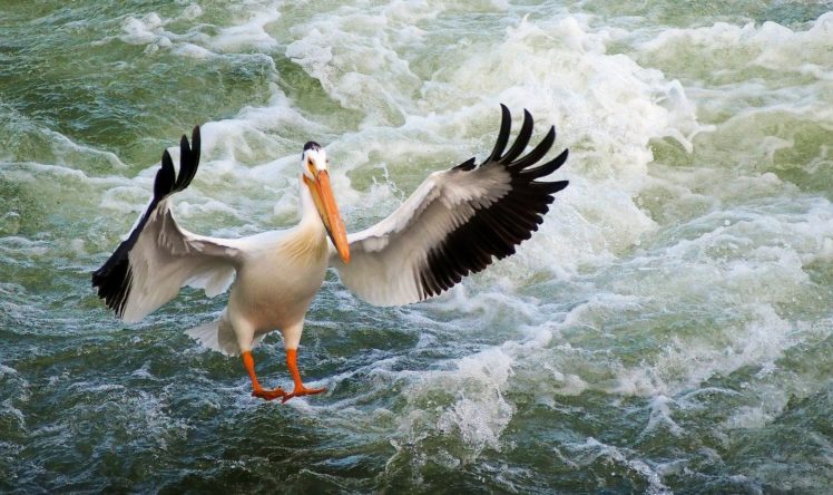 pelican, Bird, Wings, Water, Sea, Ocean HD Wallpaper Desktop Background