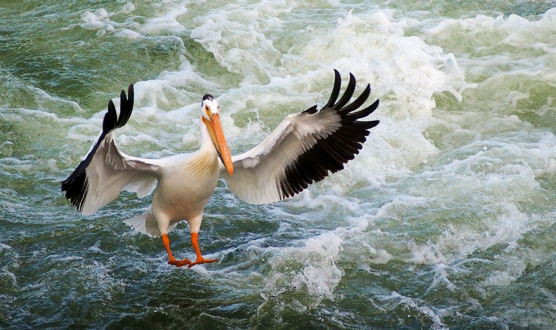 pelican, Bird, Wings, Water, Sea, Ocean Wallpaper