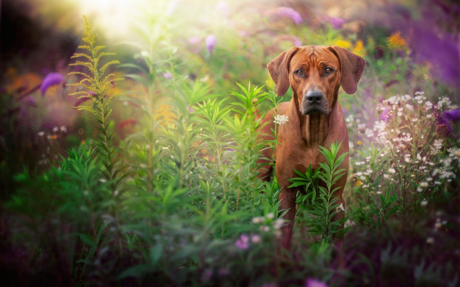 dog, Grass, Summer Wallpaper