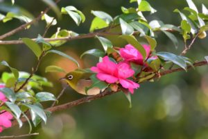 japanese, White eye, Bird, Camellia, Branch