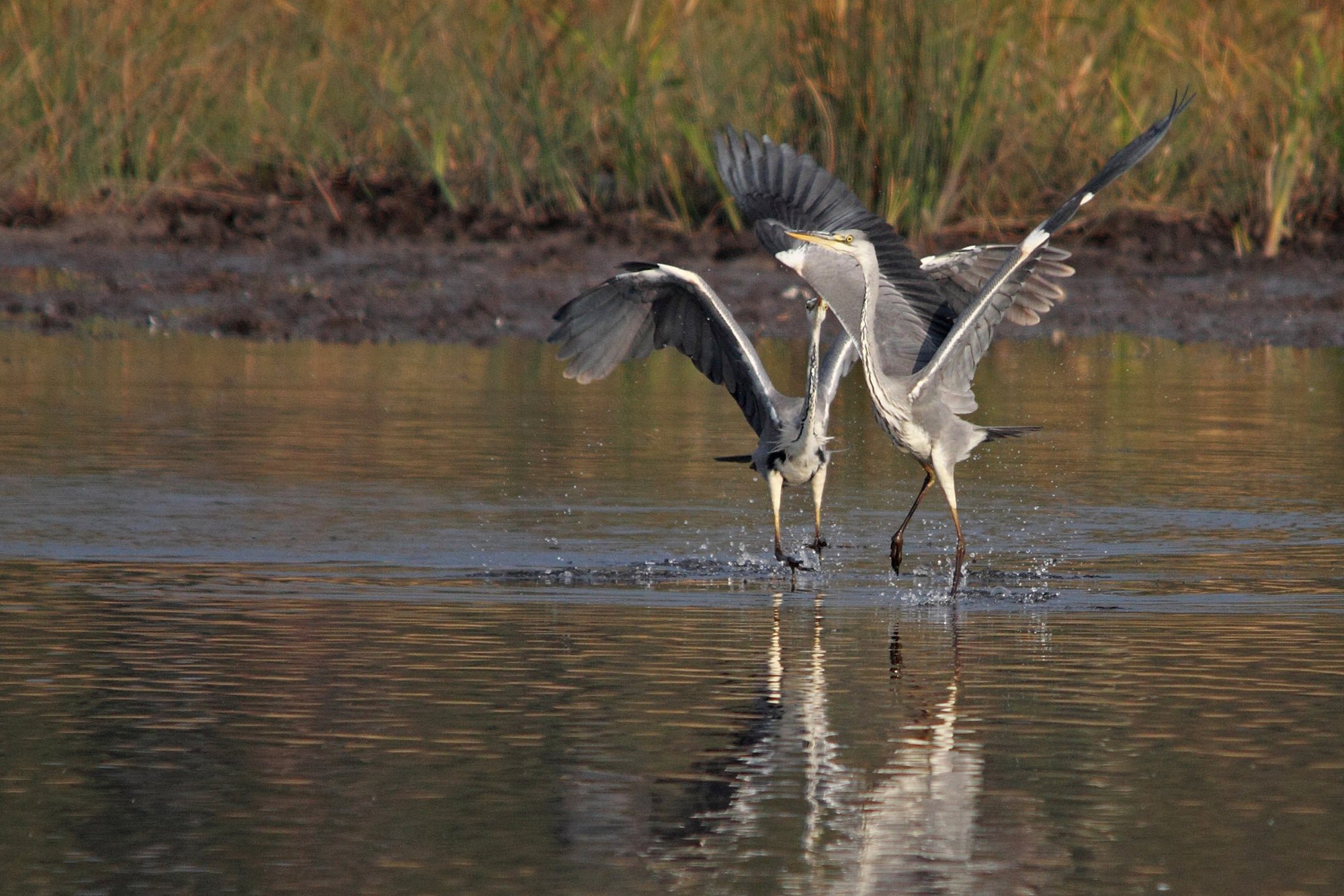 river, Shore, Reeds, Heron, Dance Wallpaper