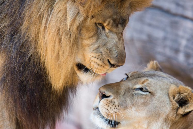 lions, Lion, Lioness, Couple, Love, Mood HD Wallpaper Desktop Background