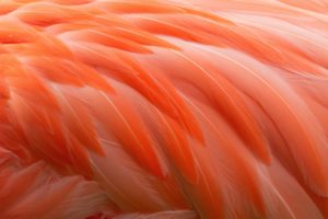 feathers, Bird, Flamingo