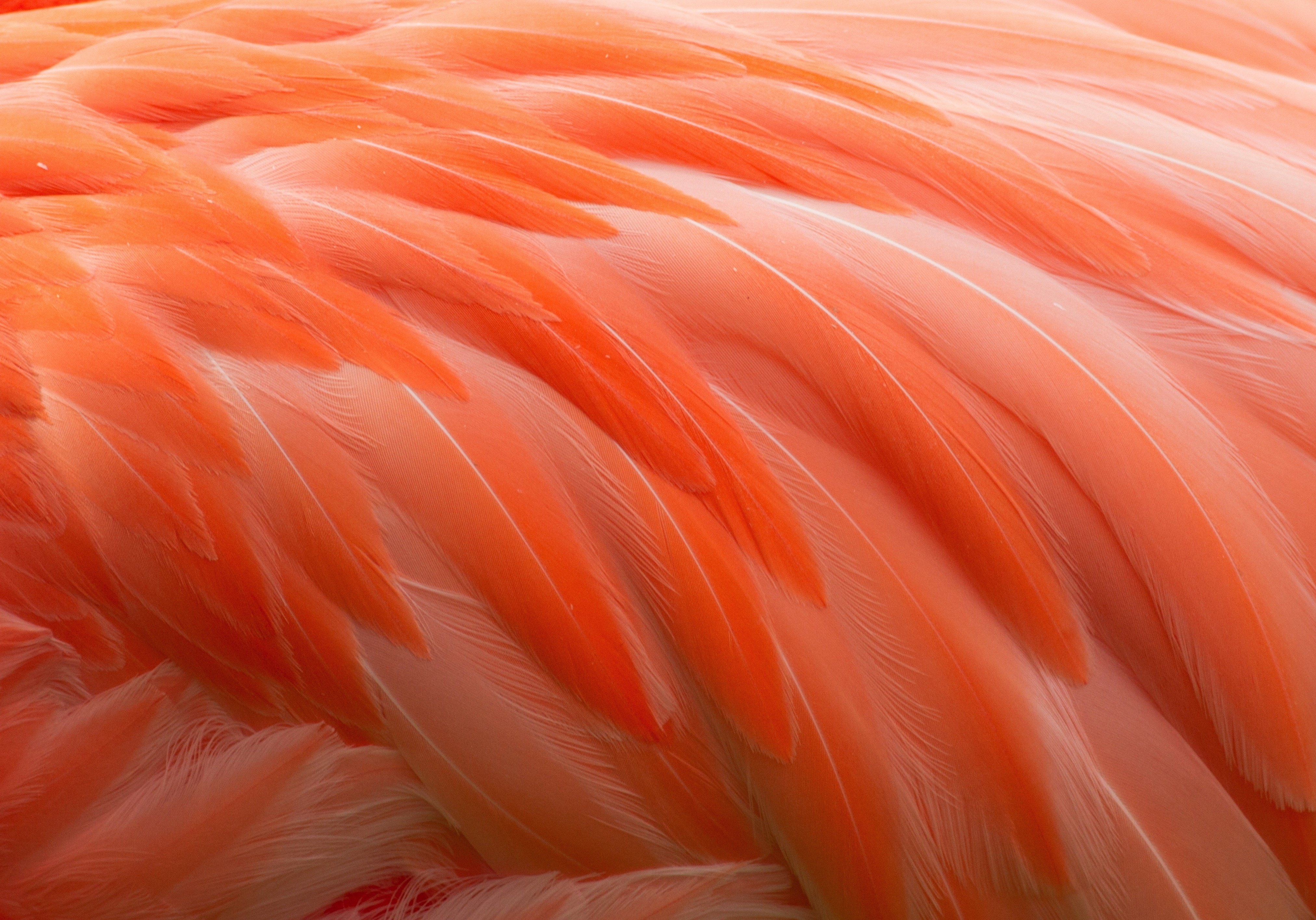 feathers, Bird, Flamingo Wallpaper
