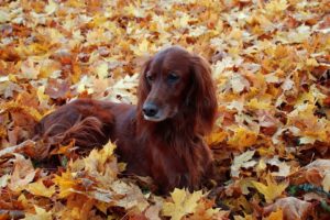 setter, Leaves, Dog, Autumn