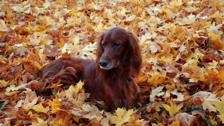 setter, Leaves, Dog, Autumn HD Wallpaper Desktop Background