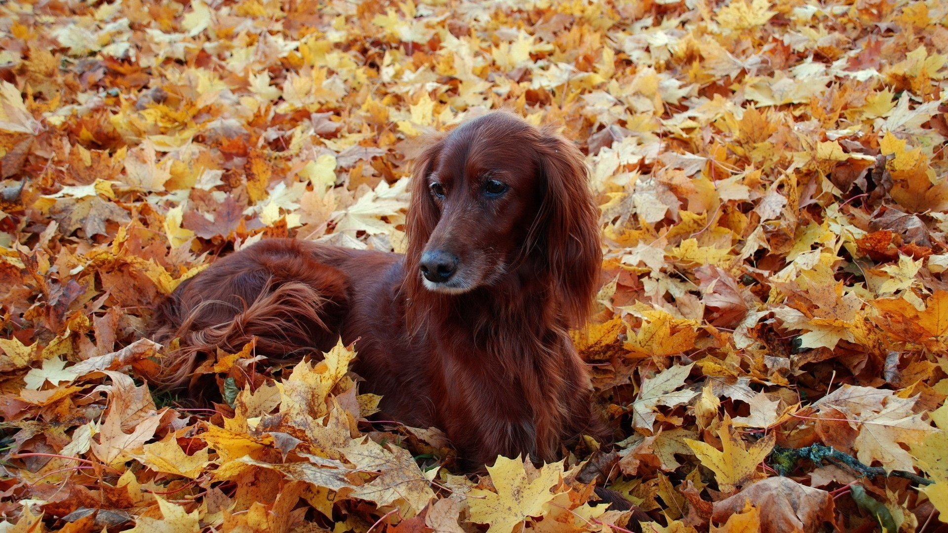 setter, Leaves, Dog, Autumn Wallpaper