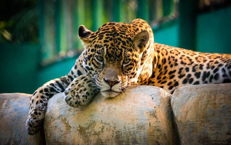 jaguar, Wild, Cat, Eyes, Predator HD Wallpaper Desktop Background