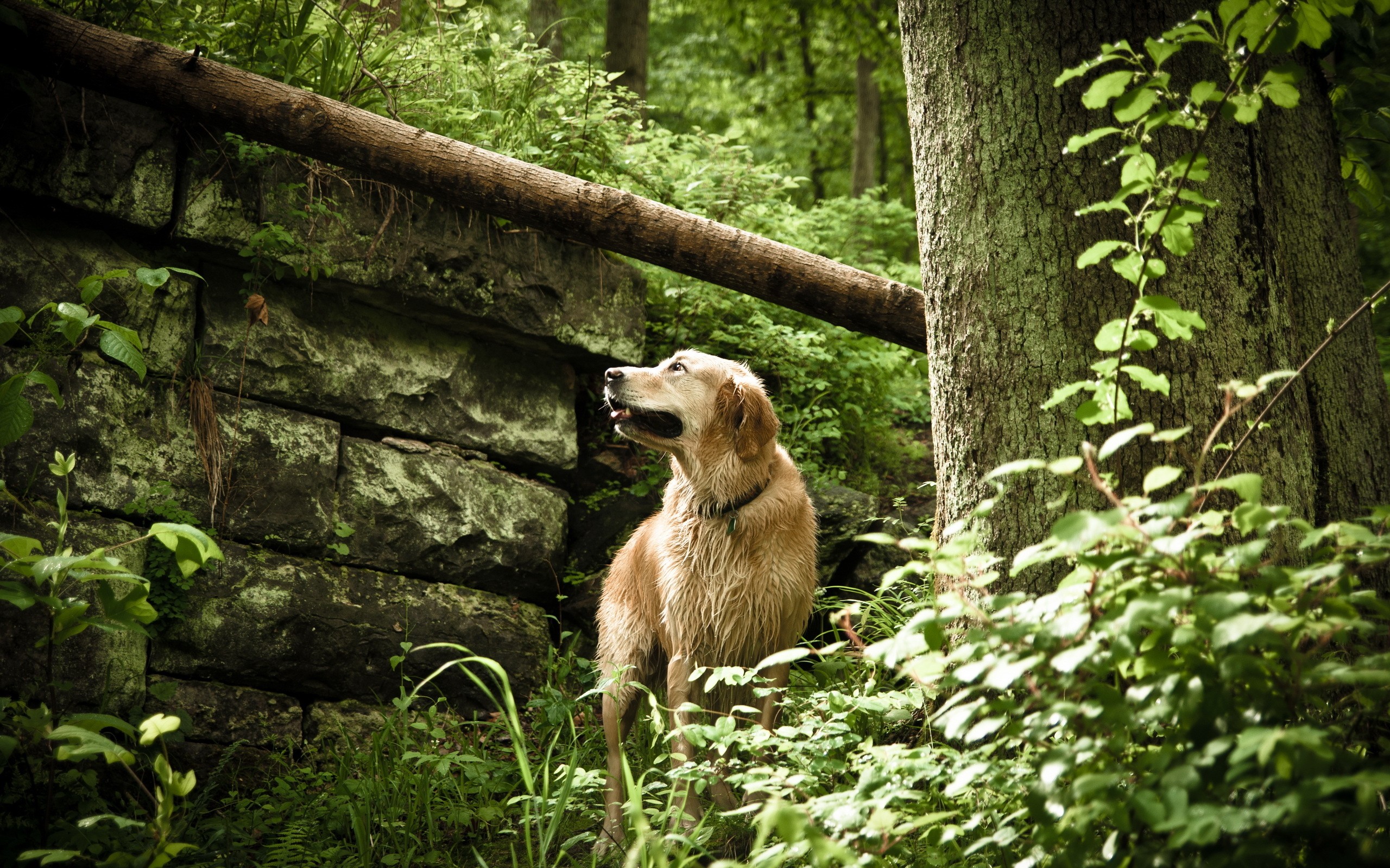 dog, In, Forest Wallpaper