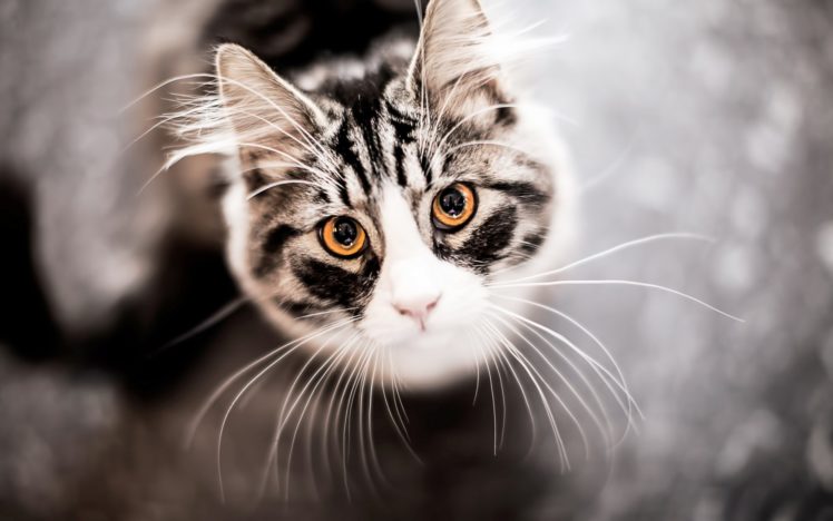 cats, Face, Eyes HD Wallpaper Desktop Background