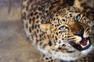leopard, Face, Eyes