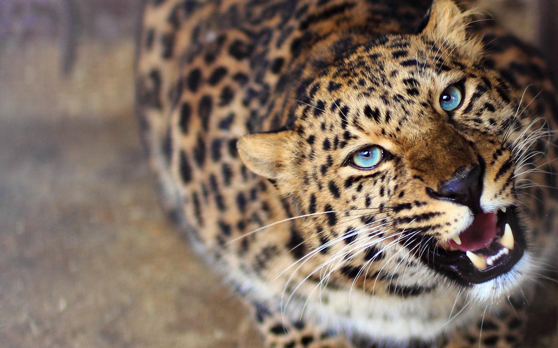 leopard, Face, Eyes Wallpaper