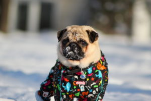 winter, Pug, Snow, Cute, Face, Eyes