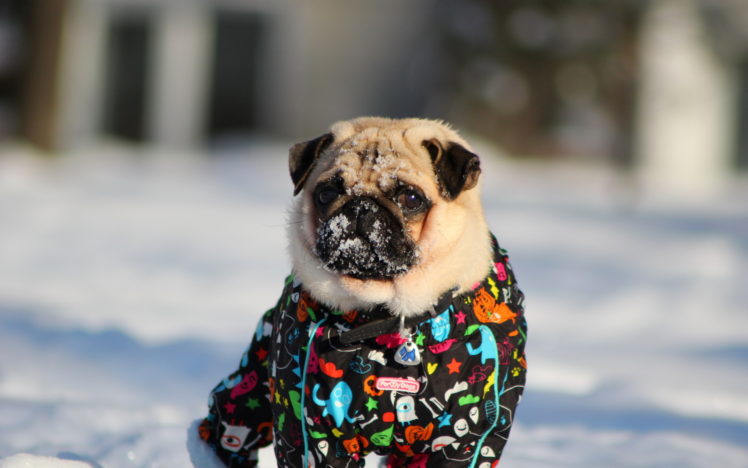 winter, Pug, Snow, Cute, Face, Eyes HD Wallpaper Desktop Background