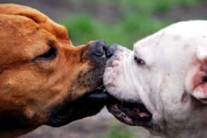 kissing, Dog