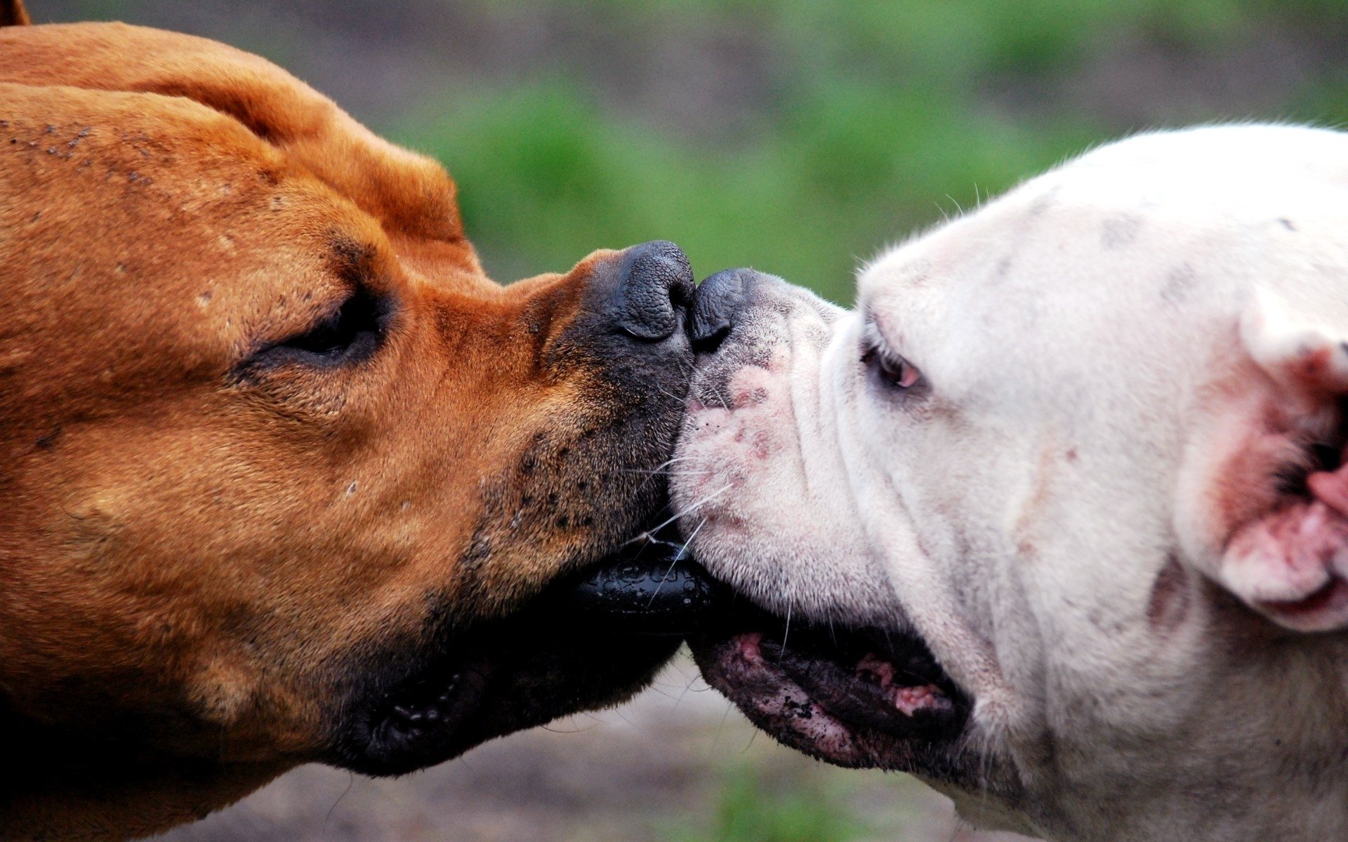 kissing, Dog Wallpaper