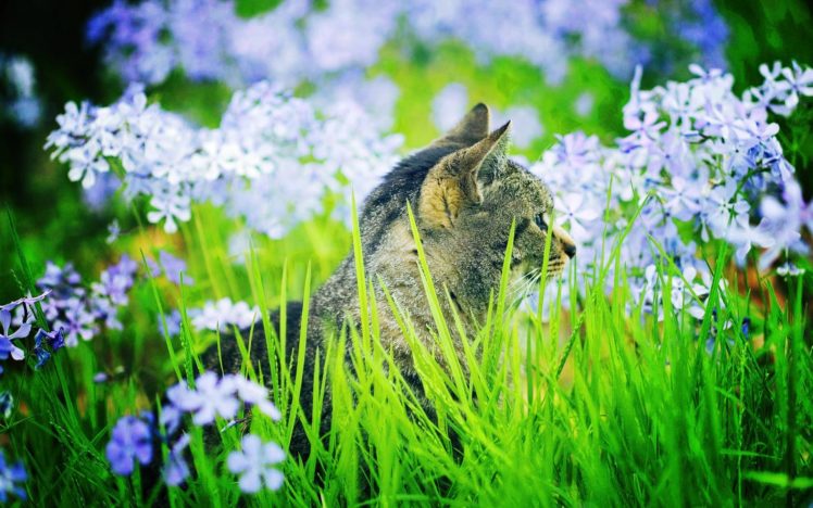 cat, In, Garden HD Wallpaper Desktop Background