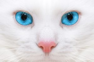blue, Eyes, Face, Cats, Kitten