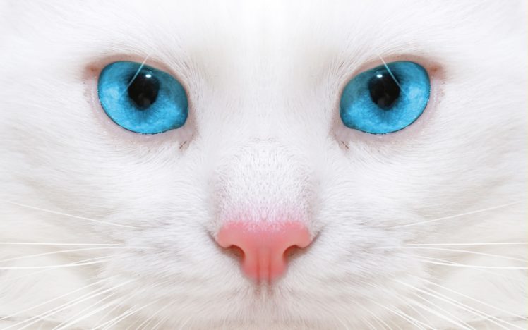 blue, Eyes, Face, Cats, Kitten HD Wallpaper Desktop Background