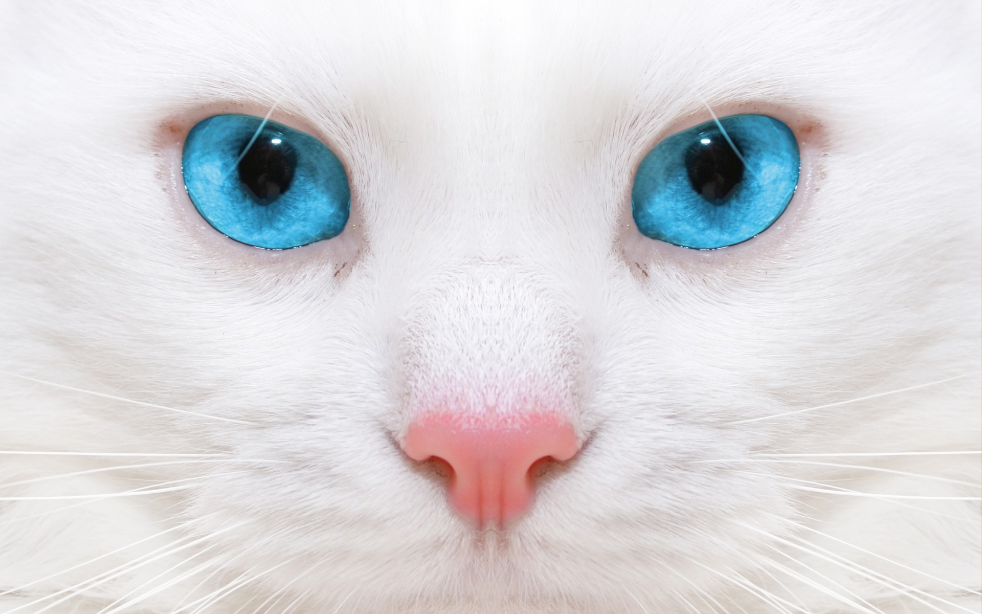 blue, Eyes, Face, Cats, Kitten Wallpaper
