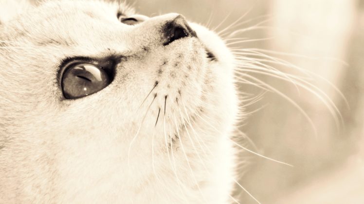 cat, Eyes, Eyes, Face, Kitten HD Wallpaper Desktop Background