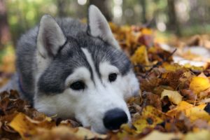 dog, Husky, Autumn, Foliage, Lie, Face