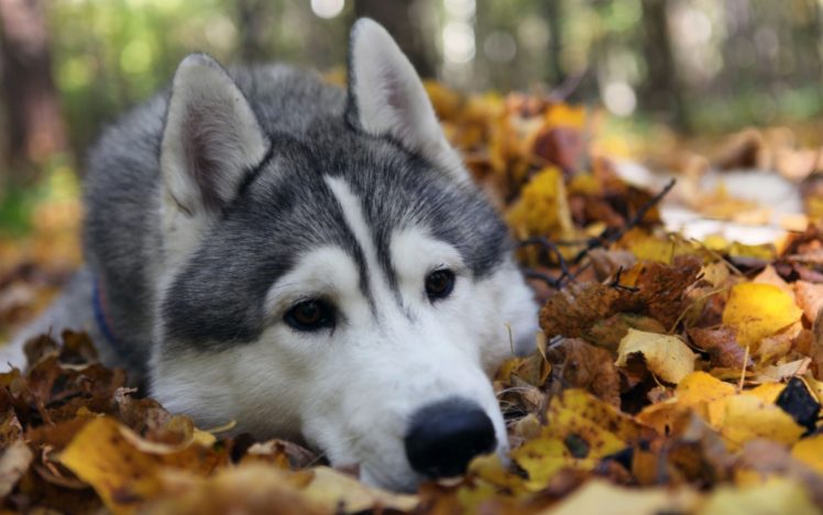 dog, Husky, Autumn, Foliage, Lie, Face HD Wallpaper Desktop Background