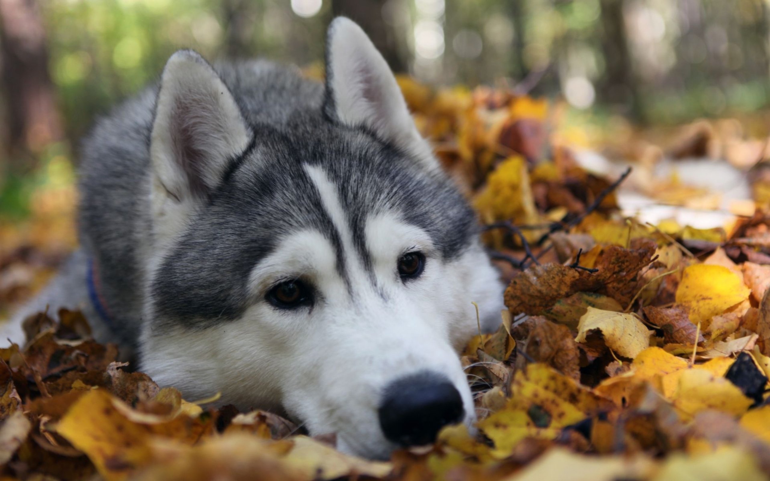 dog, Husky, Autumn, Foliage, Lie, Face Wallpaper
