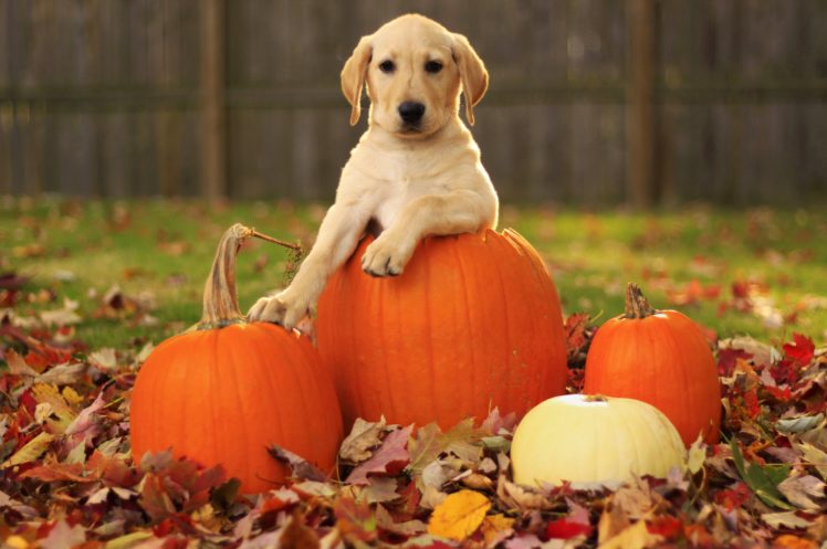 labrador, Retriever, Foliage, Autumn, Dog, Pumpkin, Puppy HD Wallpaper Desktop Background