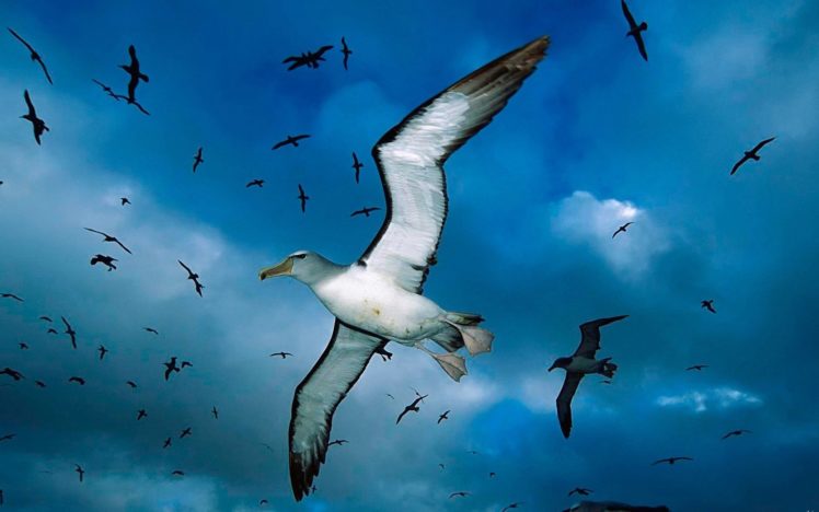 gulls, Flock, Sky, Clouds, Birds, Sea HD Wallpaper Desktop Background