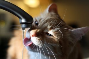 cats, Drinking, Water