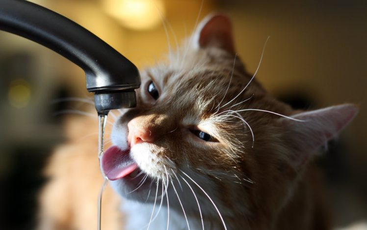 cats, Drinking, Water HD Wallpaper Desktop Background