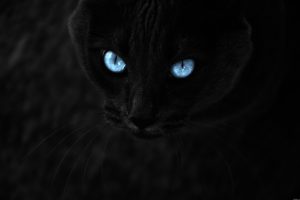 cats, Blue, Eyes, Animals, Pets